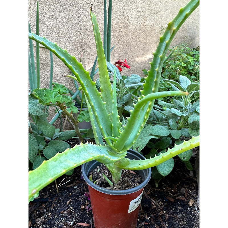 200Pcs Aloe Vera Seeds Recommended for planting add tight layered textured appeal to residential balcony, patio and garden landscapes