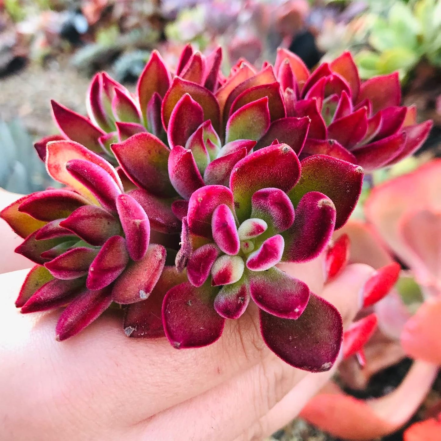 999pcs Mixed Succulent Seeds for Planting Exotic Perennial Flowering Plant Lovely Garden Home Plant Houseplant