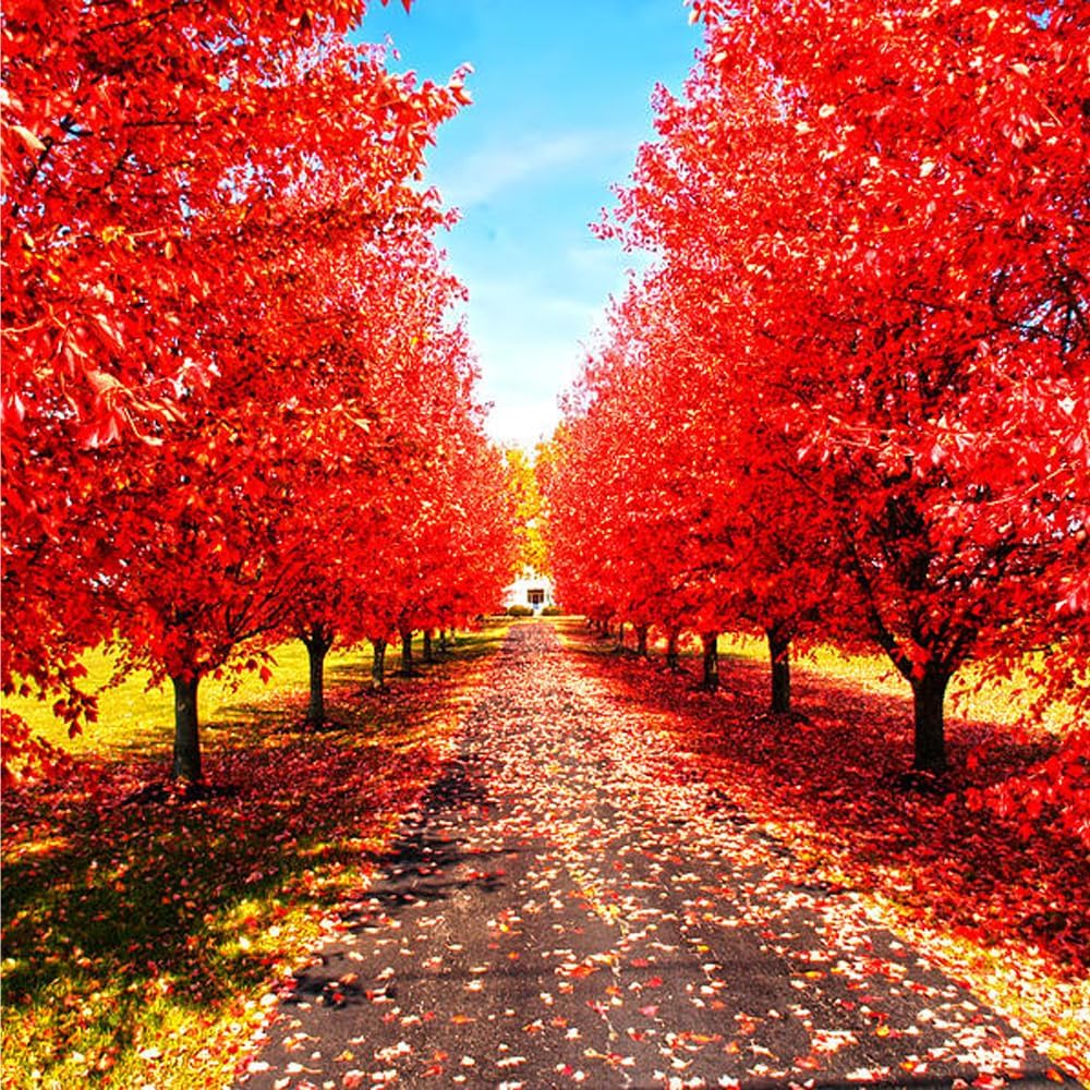47Pcs Bonsai Red Maple Tree Seeds for Planting,Dwarf Red Japanese Maple Seeds, hade Tree Seed Shade & Ornamental Trees Fast Growing for Farms & Patio Outdoor Garden