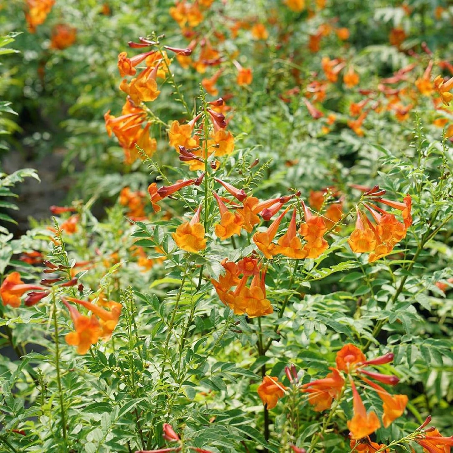 100Pcs Great For Gardeners With Limited Time Trumpet Vine Seeds Easy To Grow