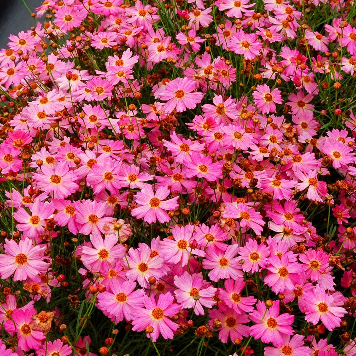 500Pcs Pink Perennial Coreopsis Flower Seeds to Plant Outdoor-Coreopsis Rosea Seed for Planting Non-GMO Heirloom