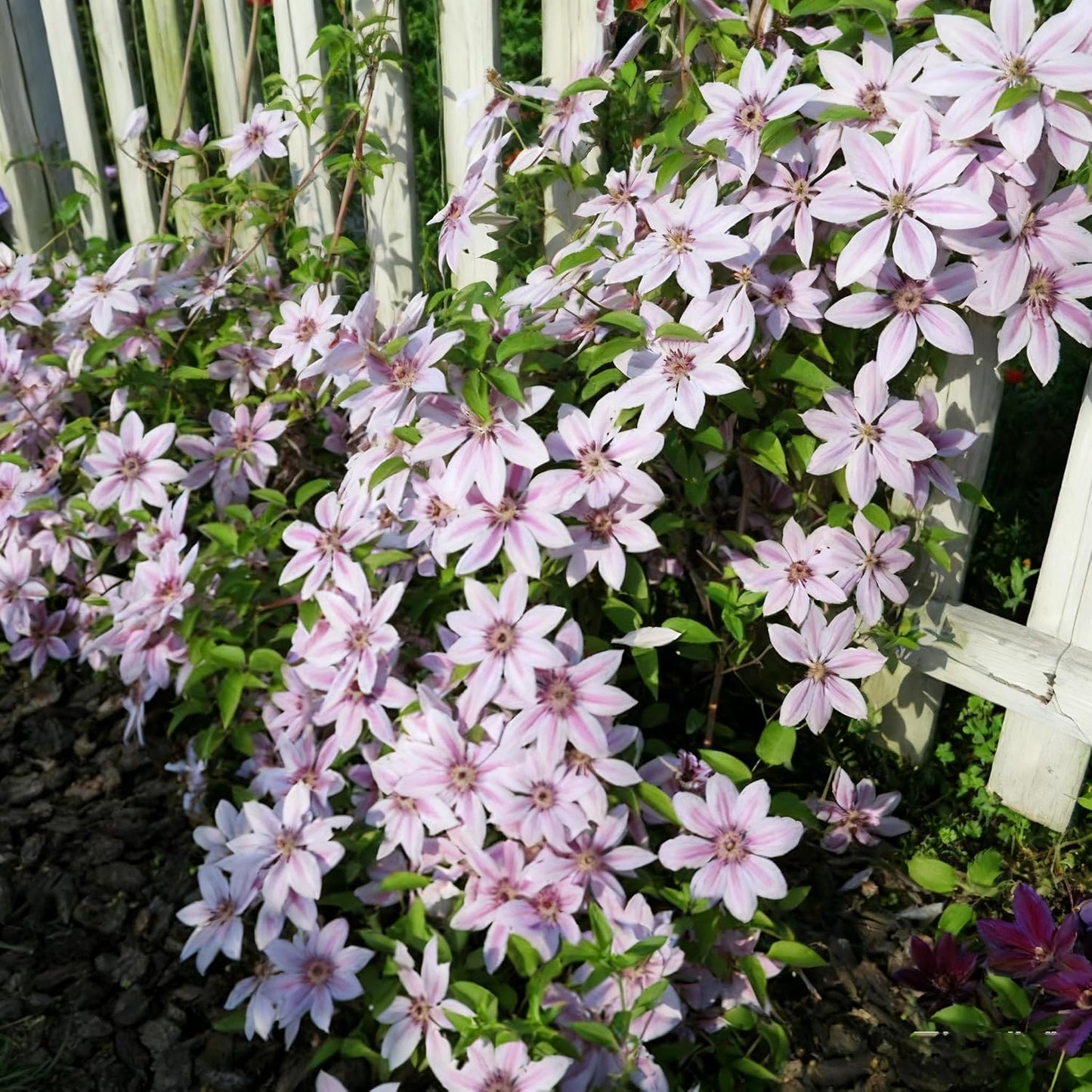 100 Mixed Clematis Seed, Bloom Climbing, Perennial Flower Plants, Non-GMO Heirloom Flower Seeds for Garden Home