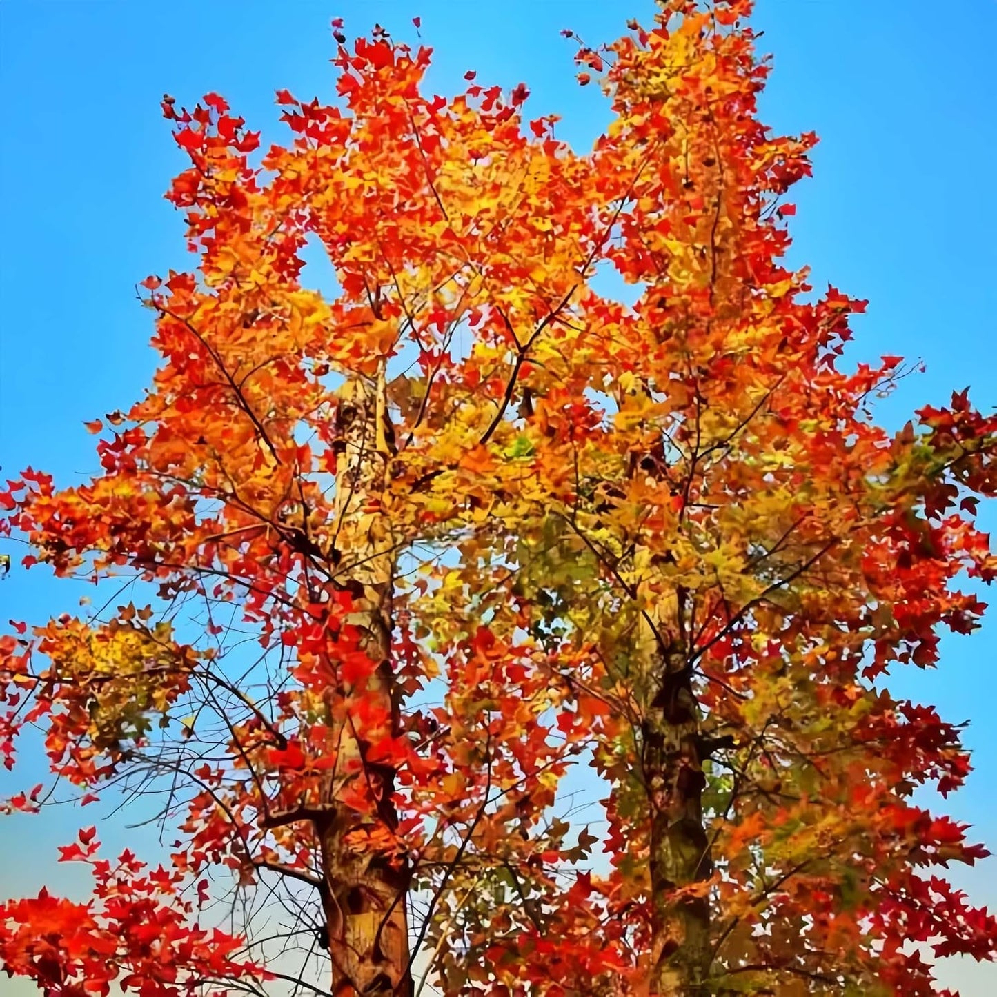 Maple Seeds 40Pcs Stunning Deep Purple Foliage, Hardy Ornamental Tree Easy Growing for Gardens, Yards & Landscape Accents