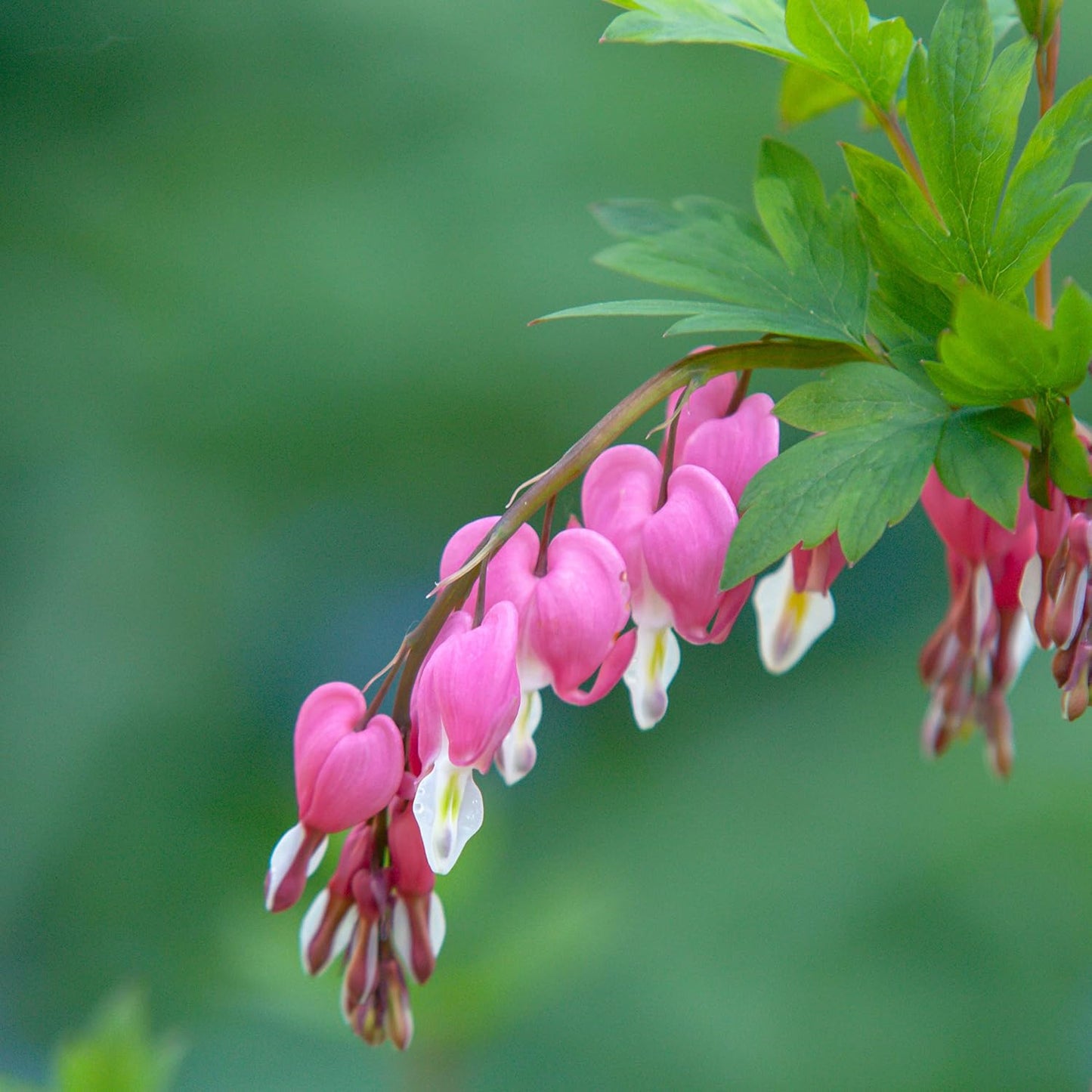 25Pcs Bleeding Heart Peony Seeds Robust Growing Work Well In Tiered Multi-Level Garden Beds