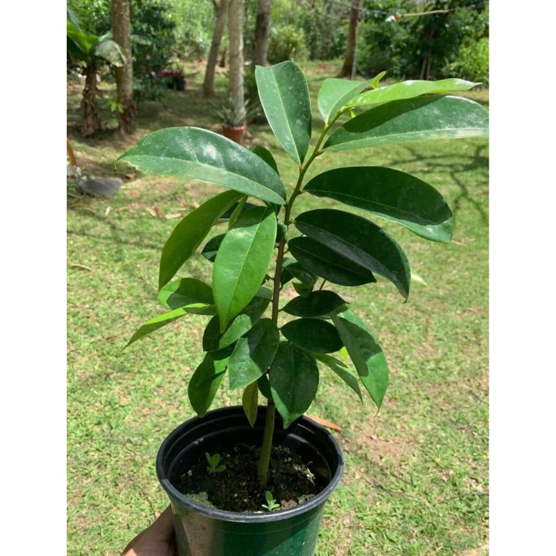10pcs Great For Quick Vegetation Establishment Soursop Pawpaw Seeds Simple To Raise Ideal For New Home Landscape Projects