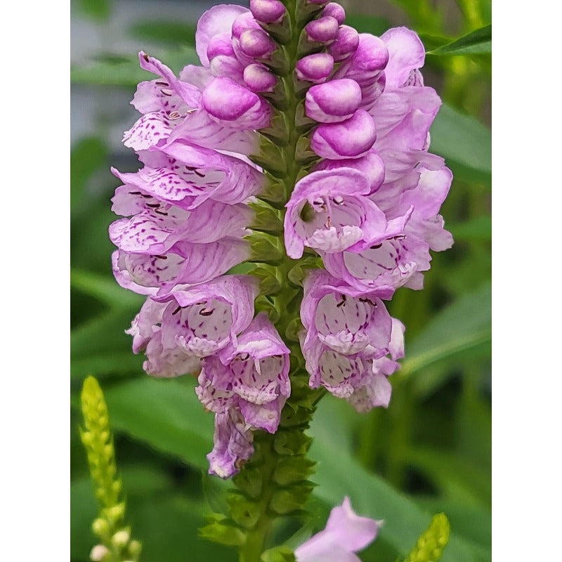 150pcs Obedient Plant Seeds Simple to Grow add structured vertical texture to plain open yard and meadow style landscapes