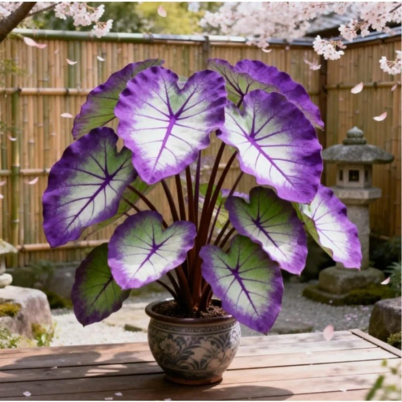 100pcs Elephant Ear seeds for Rich Green Display, Backyard Garden Design