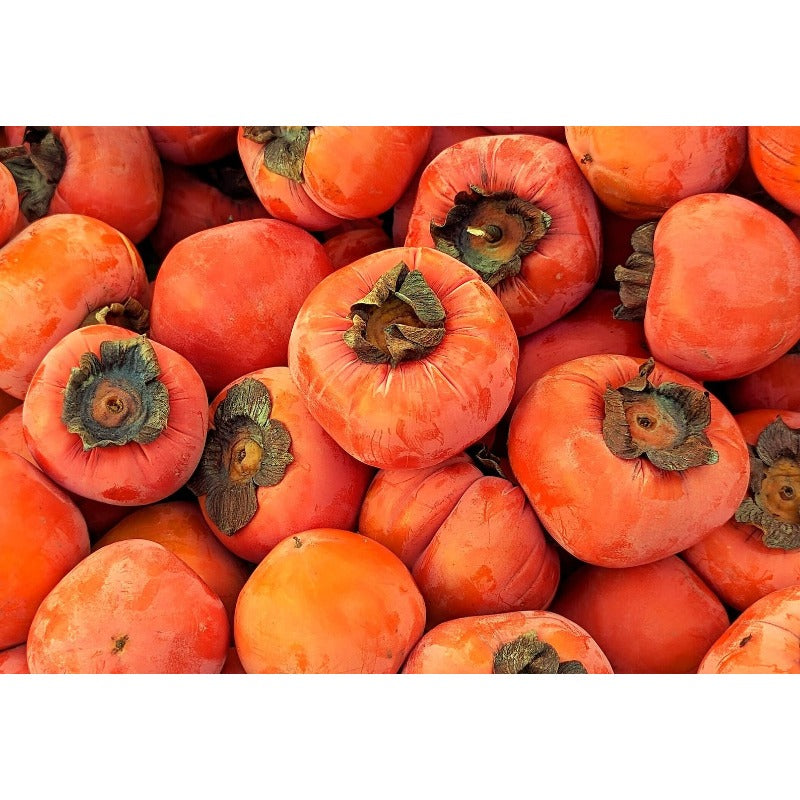 45Pcs Persimmon Seeds Perfect for beginner planting to create tall full landscape layers and add solid graceful textured appeal to yard scenery