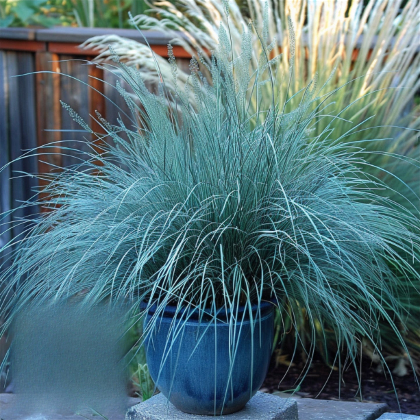 492Pcs Fescue Seeds Convenient to Grow mature naturally into smooth even ground form with steady spreading tendency