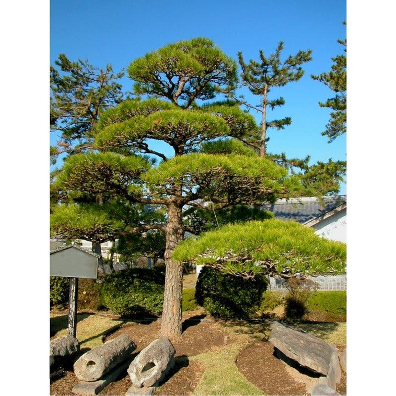 89Pcs Pine Tree Seeds for Planting, Thunberg Pine Evergreen Bonsai Seeds, Ornamental Hardy Conifer Tree Seed for Zen Garden Backyard Home Landscaping