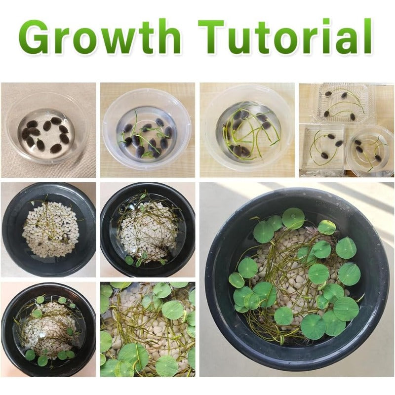 12pcs Mix Bonsai Lotus Seeds for Planting in Water Bowl Lotus Seed Water Lilys Flower Plant for Ponds and Gardens