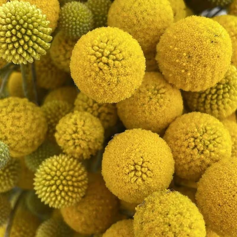 10pcs Yellow Billy Button or Craspedia Seeds - Home Gardening, Hobby Farming