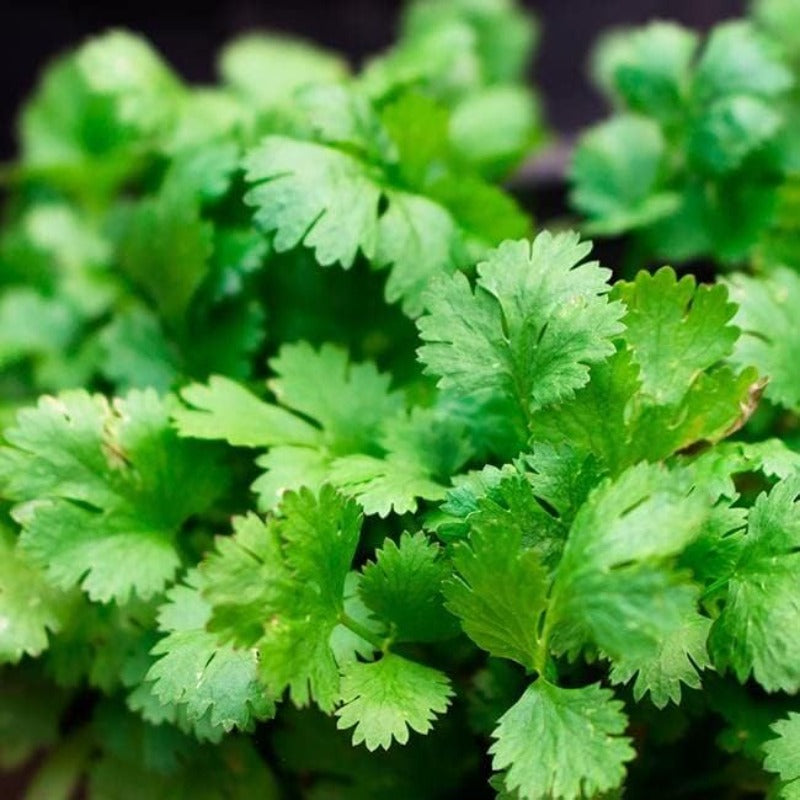 200Pcs Cilantro Seeds Easy To Grow Suitable For Creating A Fresh Inviting Outdoor Atmosphere