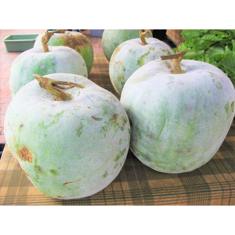 30pcs Suitable for beginner planting Winter Melon Seeds flourish in loose fertile soil suited for trellis and ground cultivation