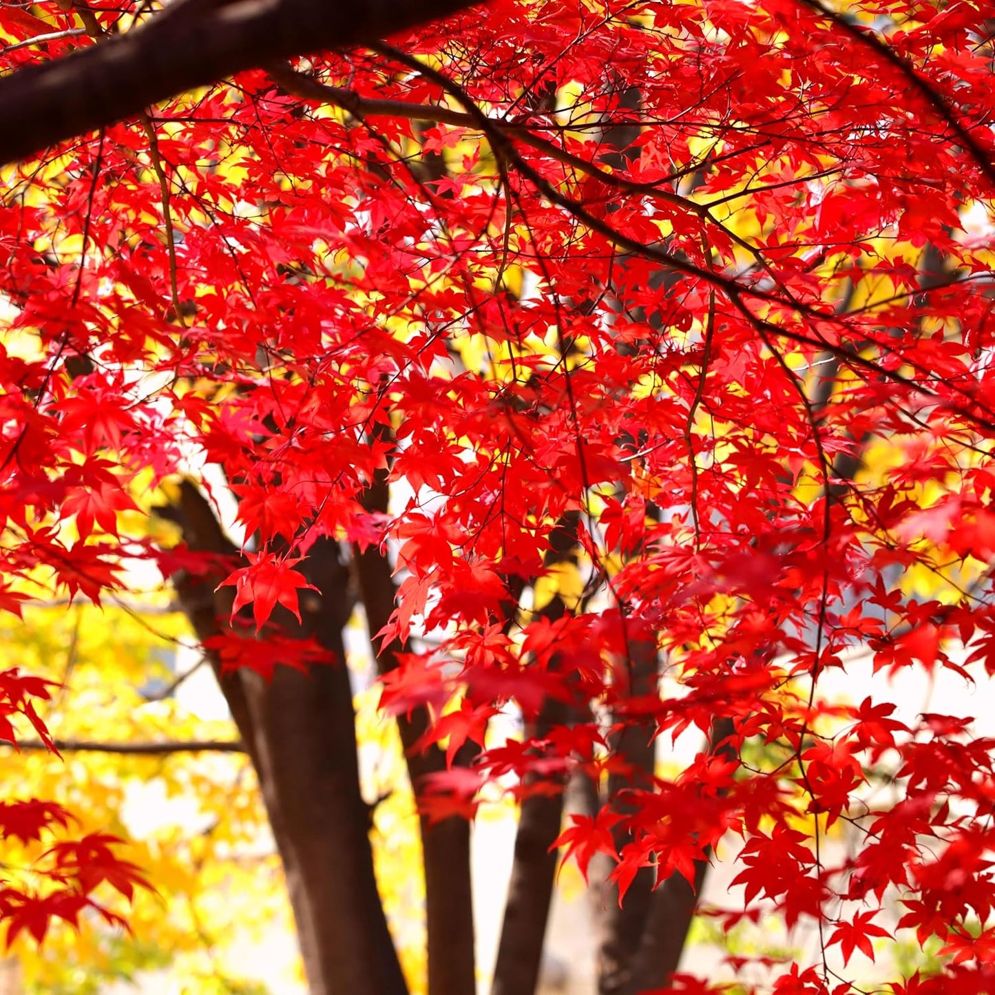 41Pcs Red Maple Seeds for Planting, Acer rubrum Native Fall Color Tree, Non-GMO Heirloom for Shade and Specimen Plantings