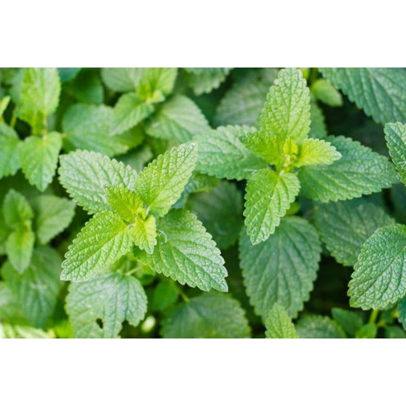 980Pcs Catnip Seeds Fit for home planting hold consistent seasonal growth cycles for lasting landscape layout value