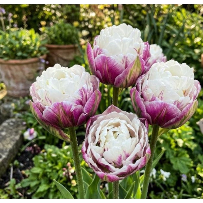 200pcs Garden Seeds Tulip Seeds Fast Growing Easy To Plant For Home Gardens