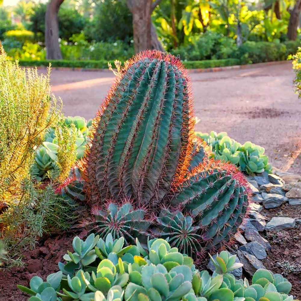 100pcs Suitable for beginner planting Cactus Seeds flourish in ordinary well-drained potting soil suited for container ornamental cultivation