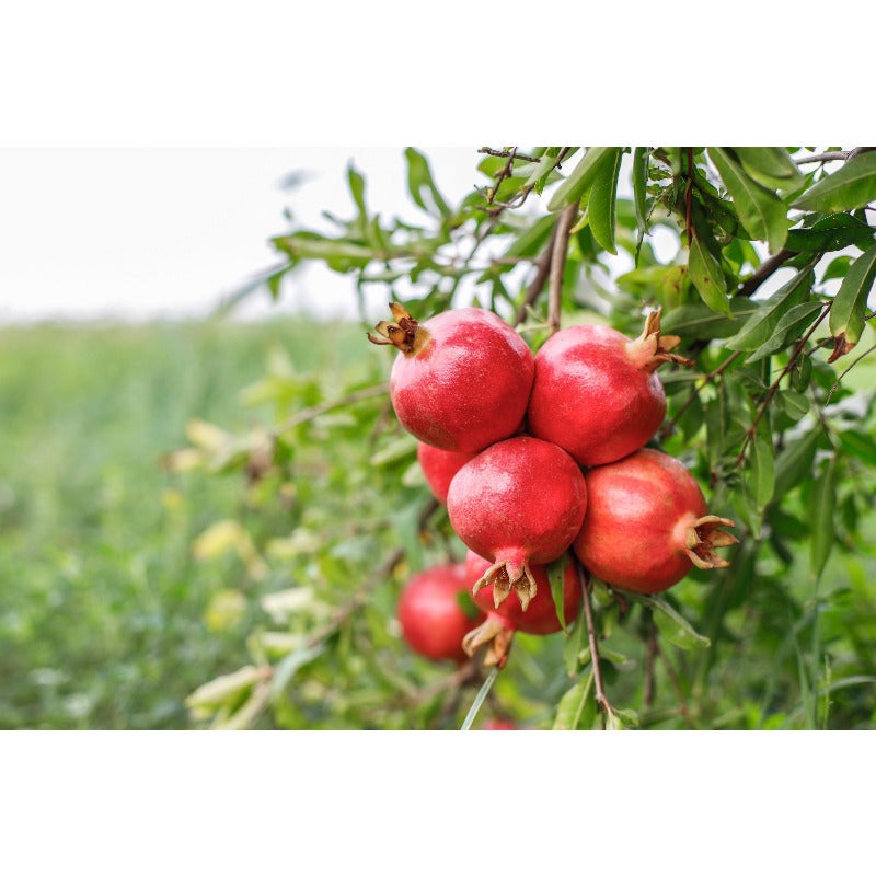 143Pcs Pomegranate Seeds for home planting create soft natural transition between low garden greenery and bushy canopy areas