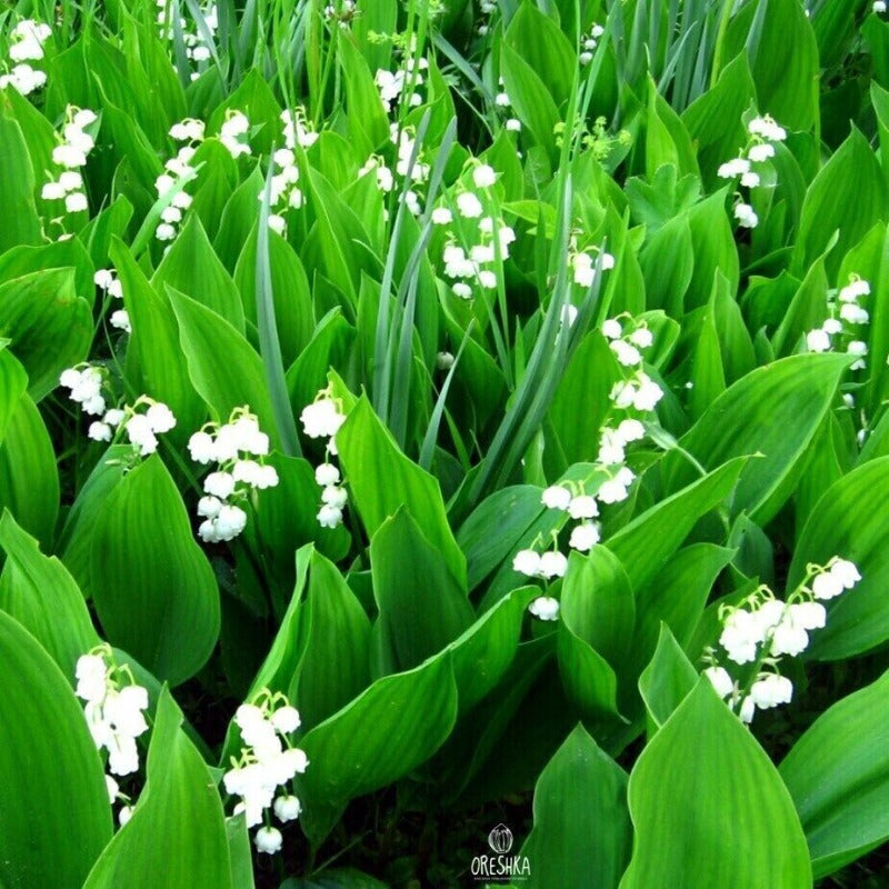 150 Lily of The Valley Seeds Friendly for novice growers form full low spreading flower clumps to enrich landscape texture effect