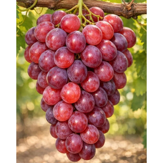 Red Grape Seeds Heirloom Non GMO Fruit Vine Seeds