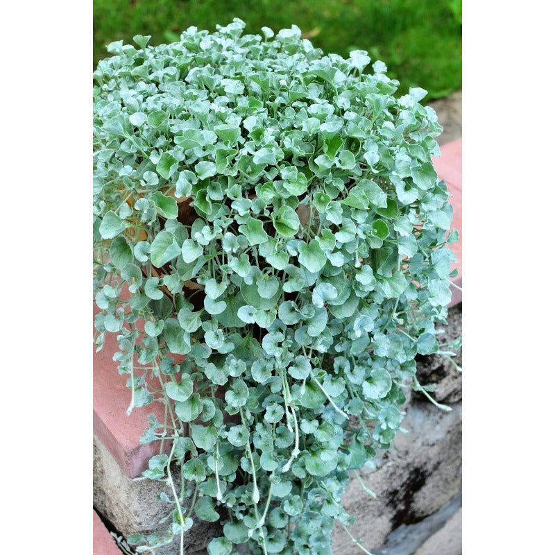 300pcs Perennial Dichondra Seeds Heat Resistant Ground Cover Plant