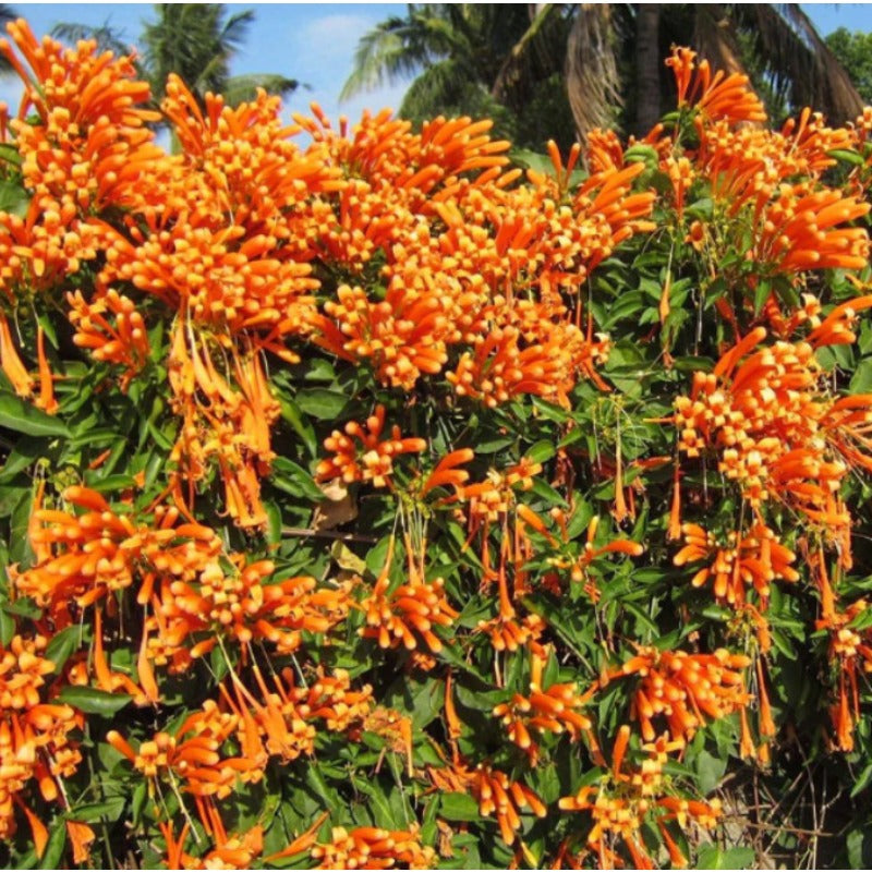 Orange 100pcs Great For Quick Vegetation Establishment Trumpet Vine Seeds Easy To Grow Ideal For New Home Landscape Projects
