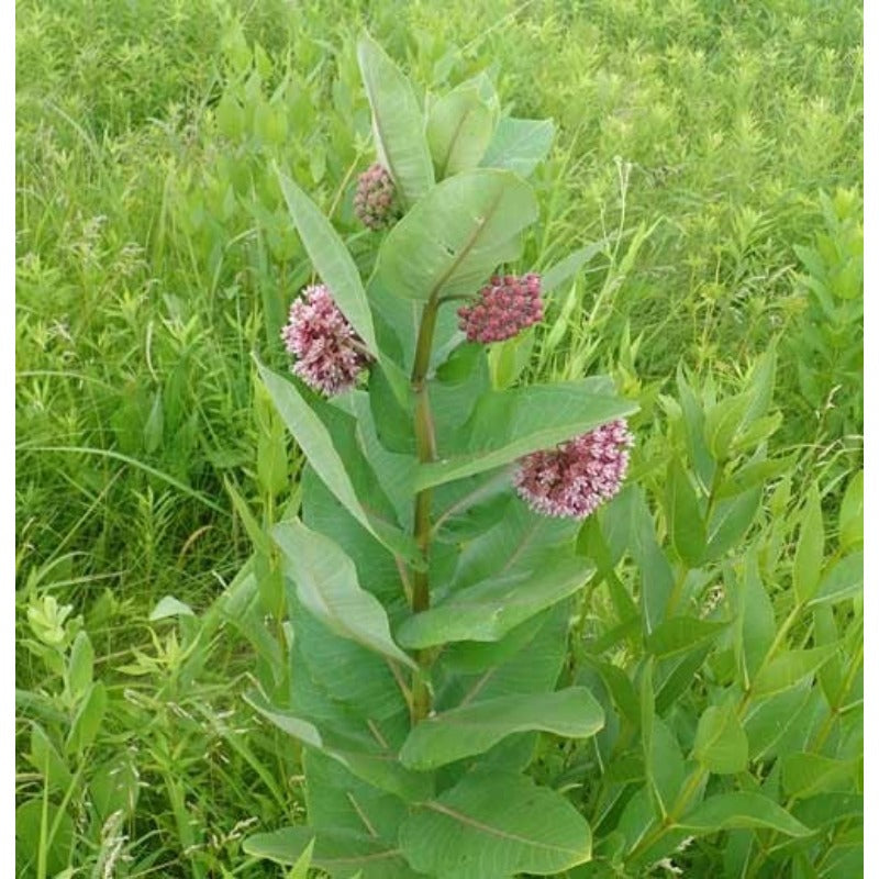 190Pcs Milkweed Seeds for planting in sunny courtyards, open garden beds and expansive terrace edges