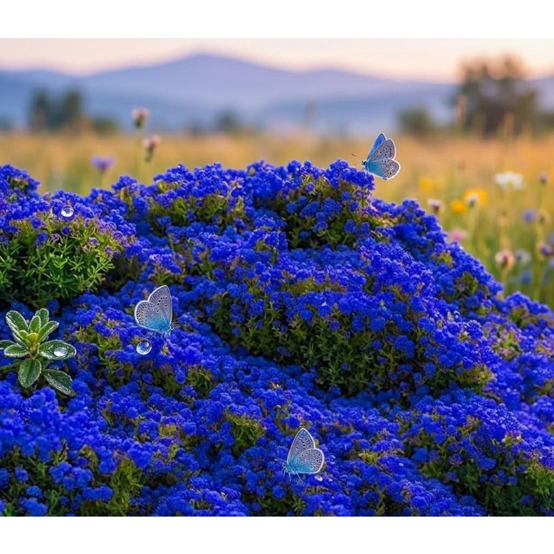 500Pcs Magic Creeping Thyme Seeds Heirloom Perennial Ground Cover Plant