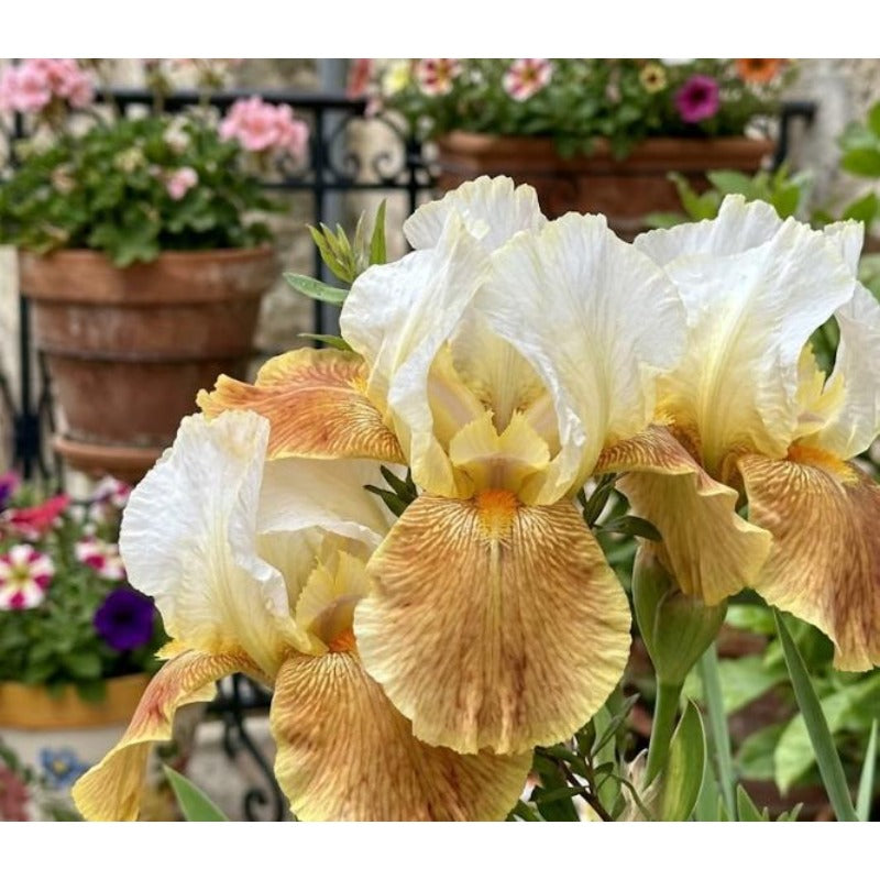 98Pcs Iris Seeds maintain steady vigorous growth through fluctuating seasonal temperature patterns