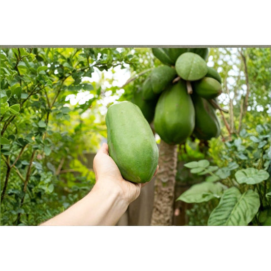 Papaya Tree Seeds 30Pcs Honeydew Tropical Fruit Tree Seeds for Garden Planting