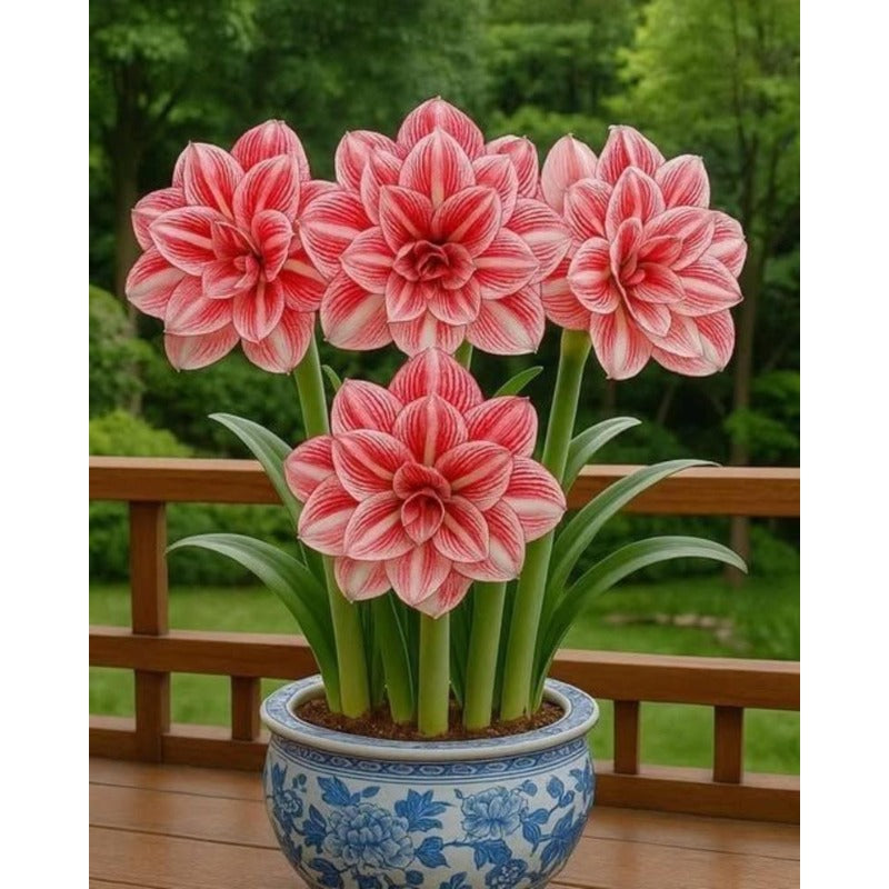 88pcs Pink Amaryllis Seeds, Flower Seeds for Planting Indoor Outdoor decor