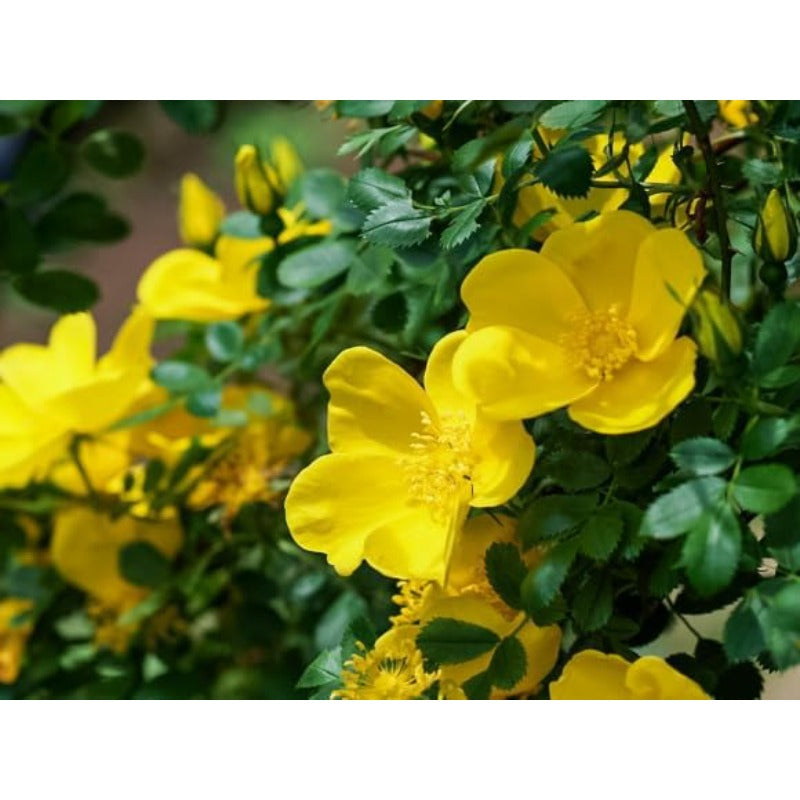 150pcs Yellow Climbing Rose Seeds Vine Seed Non-GMO Heirloom Perennial Flowers for Garden Plant