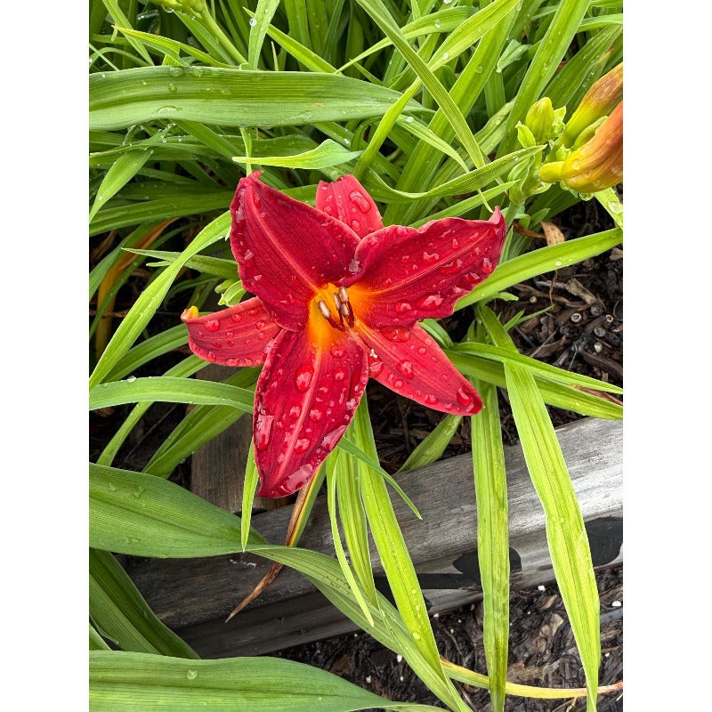 100pcs Suitable for beginner planting Hundred Tail Flower Seeds flourish in ordinary well-drained soil suited for yard and garden flower cultivation