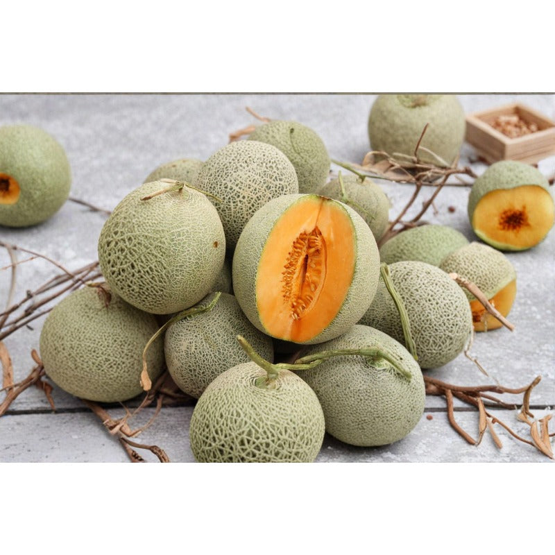 Cantaloupe Seeds Made for home planting 20Pcs create lush vine coverage across backyard garden bed and open ground areas