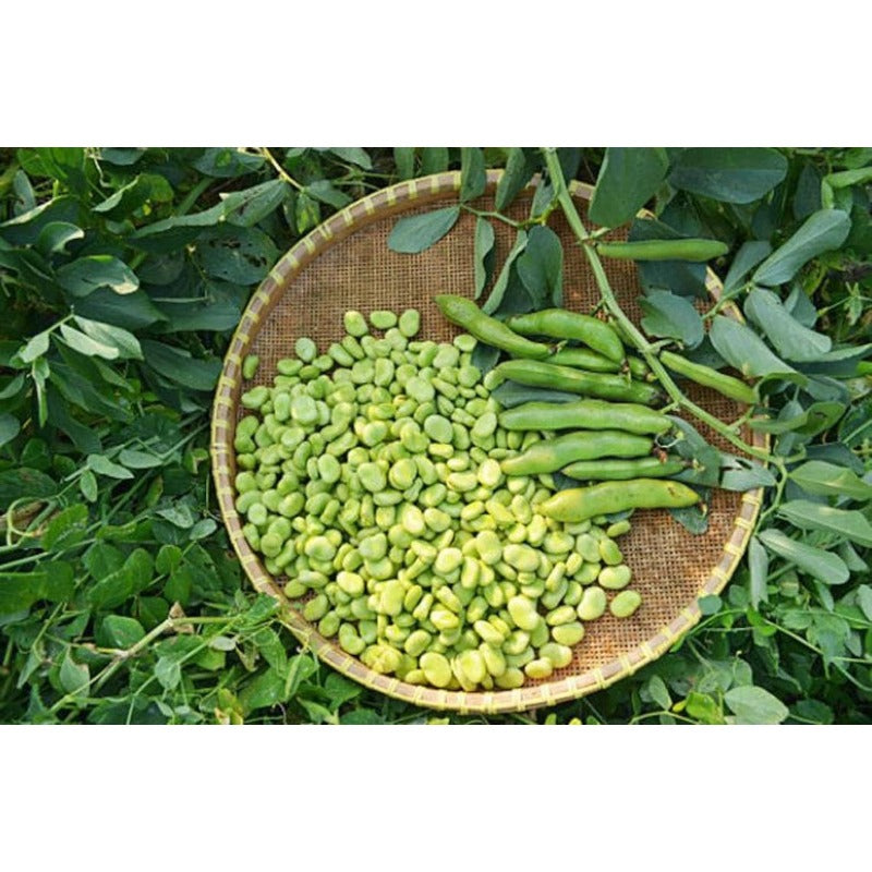 5pcs Fava Bean Seeds Friendly for new gardeners grow into full neat upright bushy clumps with steady seasonal development