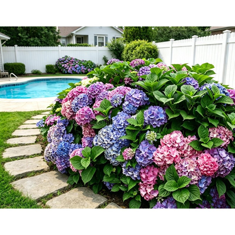 50Pcs Big Hydrangea Seeds Perennial Hardy Garden Shrub Bloom Flower Seed Flowers