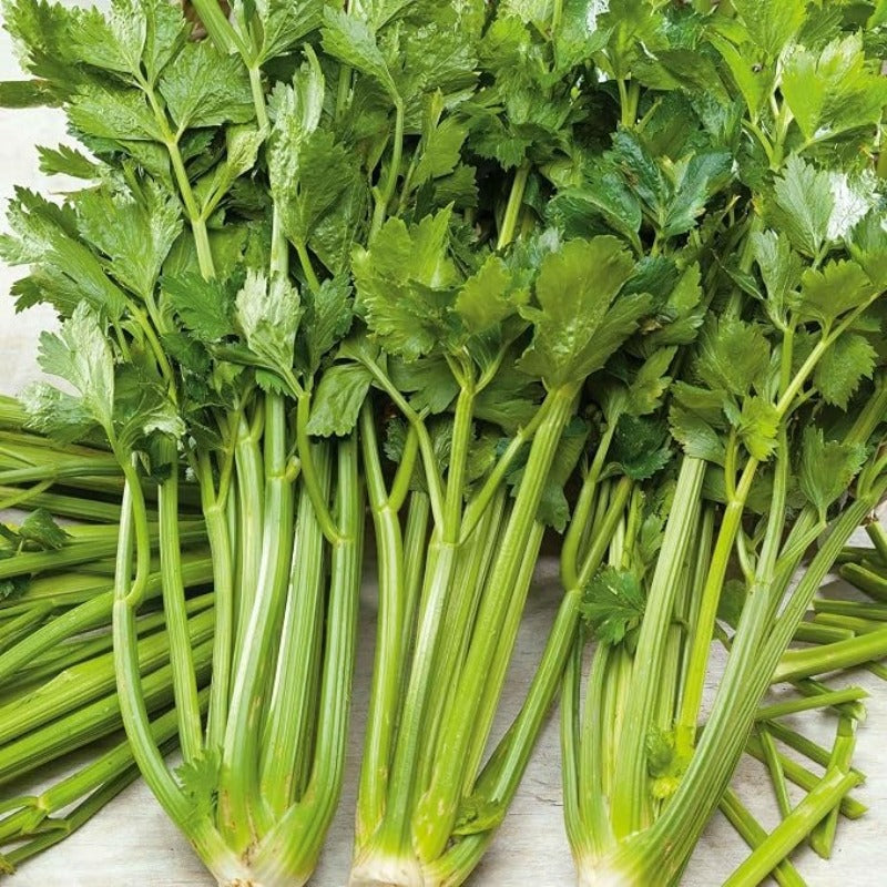 500 Celery Seeds Non-GMO - Heirloom - Open Pollinated - Annual - Apium graveolens - Farm & Garden Vegetable Seeds
