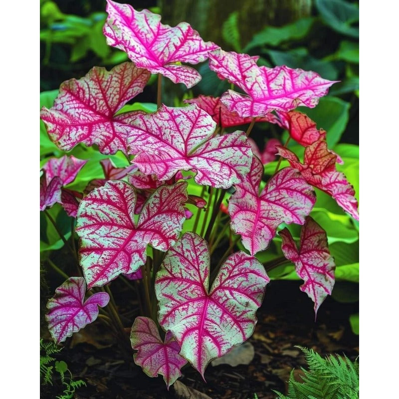 100pcs Caladium Bicolor Seeds for planting in residential interior display areas and private shaded garden corners