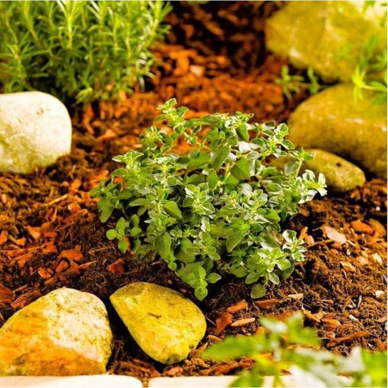 900Pcs Easy to Cultivate Oregano Seeds match naturally with cottage garden and rustic yard design styles