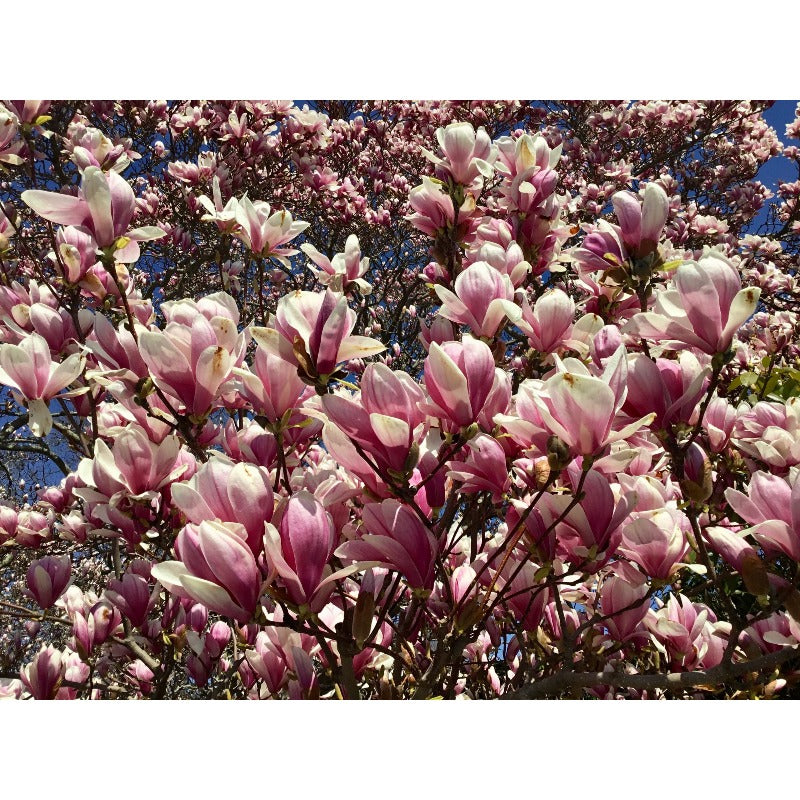 25Pcs Magnolia Seeds Made for home planting create timeless elegant focal points along yard entrances and open garden spaces