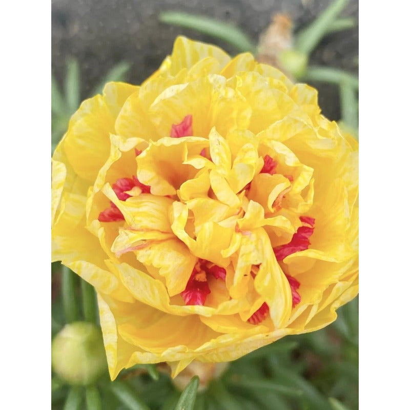 1000pcs Double Yellow Moss Rose Seeds Yellow Double Drought Tolerant Annual Summer Flowers
