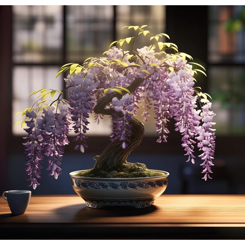 Weeping Wisteria Seeds 10 Pcs Purple Blooms | Flowering Bonsai Tree seeds