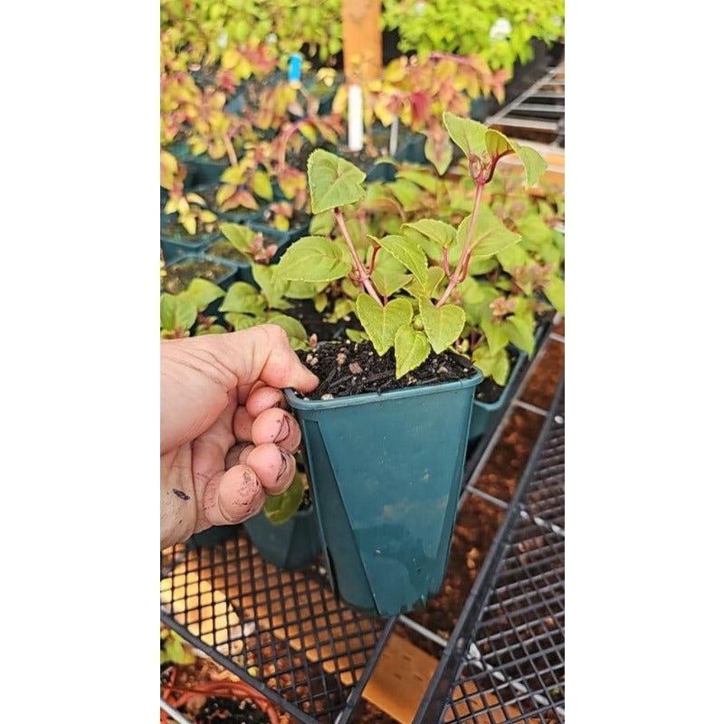 100pcs Rapid Development Ornamental Fuchsia seeds Blooms for Outdoor Planting