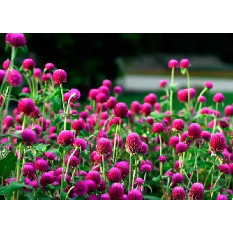 100pcs Gomphrena Seeds Friendly for new gardeners grow into full bushy clumps with prolonged seasonal bloom features