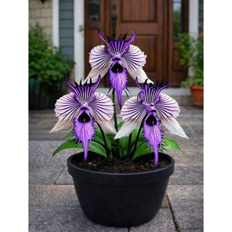 100pcs Perennial Orchid Flower Seeds Non GMO Heirloom Garden Planting Seed Collection