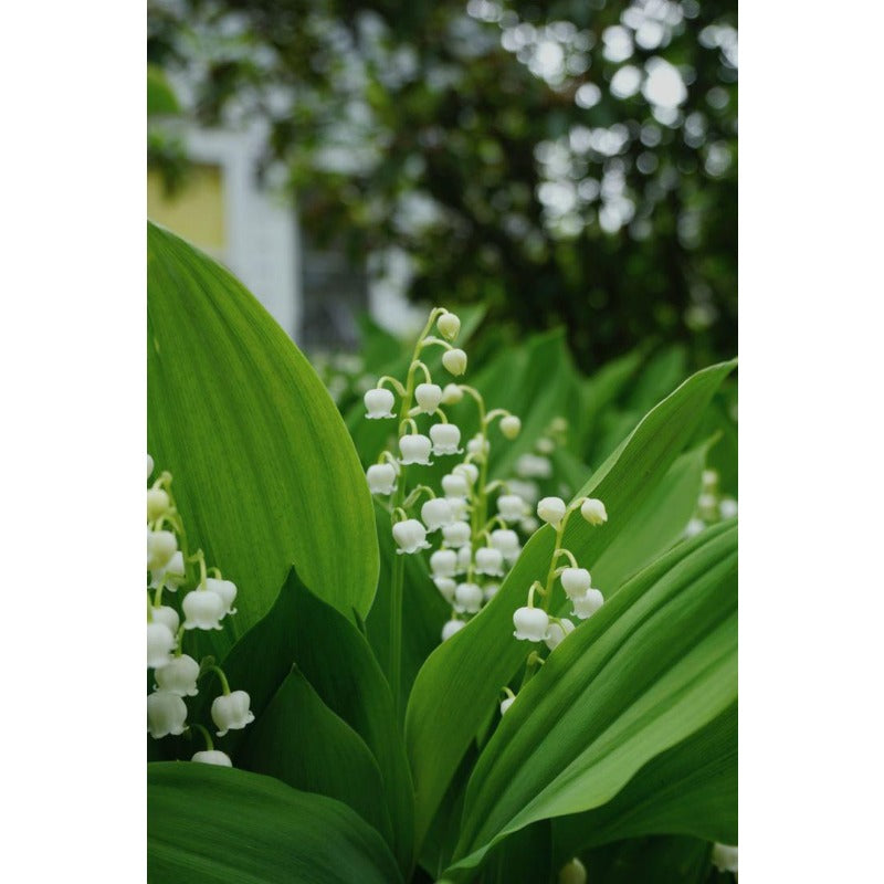 150Pcs Lily of The Valley Seeds Perfect for beginner sowing adapt well to container cultivation and shaded garden ground placement