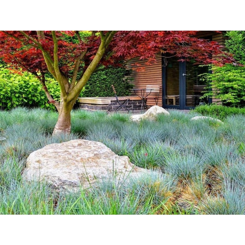 500Pcs Blue Fescue Seeds Hardy Ornamental