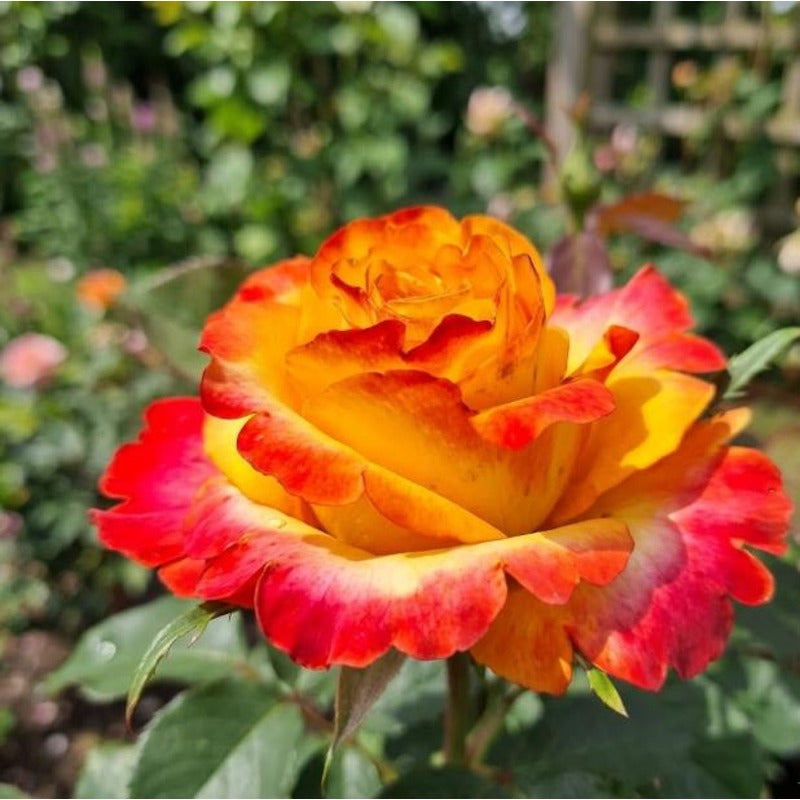 148Pcs Red Yellow Flame Rose Seeds - Stunning Bicolor Double Blooms - Classic Scented Hardy Garden Shrub