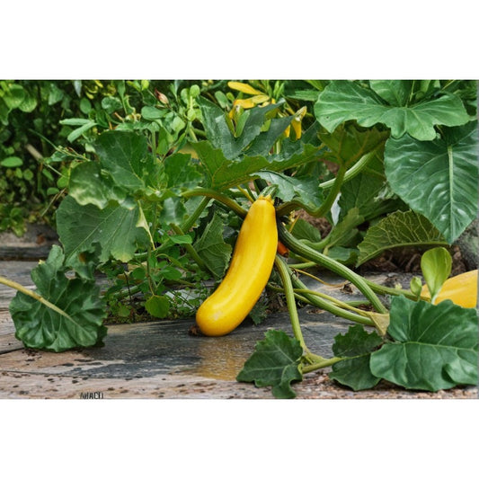 Goldy Zucchini Squash 50 Seeds for Planting – Golden Summer Squash Cucurbita pepo Heirloom Seeds